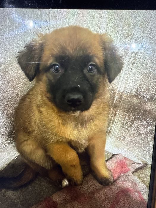 Отдам в хорошие руки