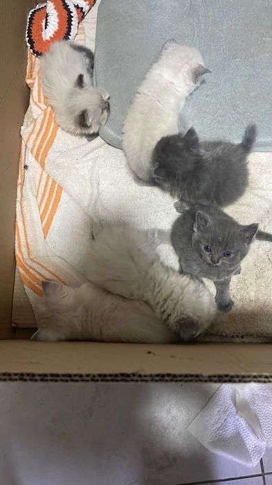 шотландские котята