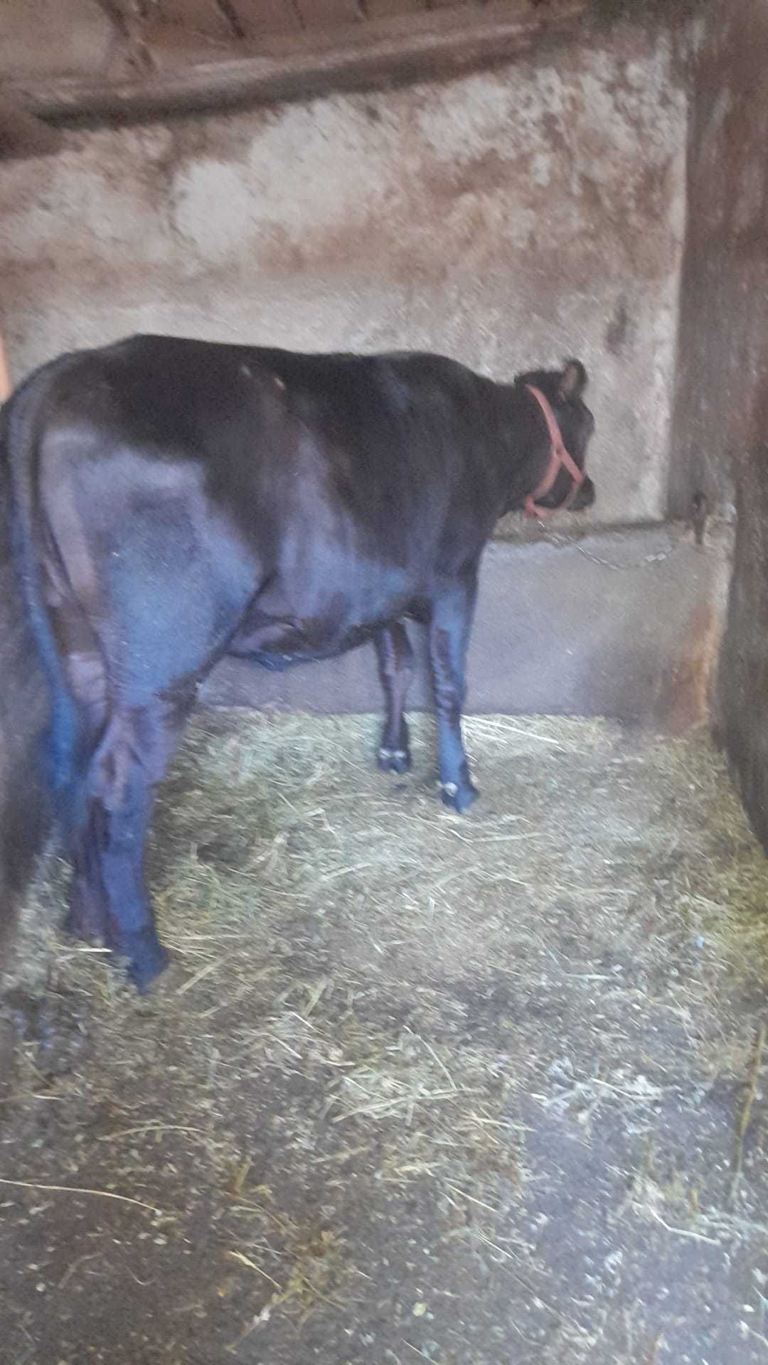 Vițea de vanzare