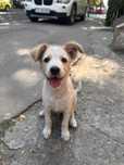 Spre adoptie!! Catelus jucaus