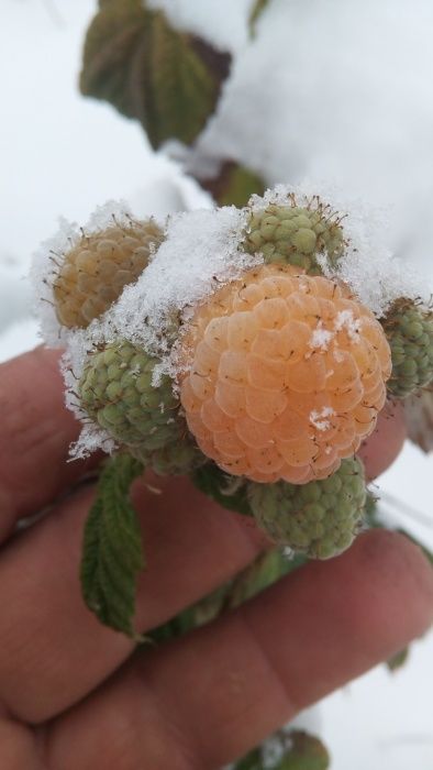 vand zmeura galbena Poranna Rosa(galbena)