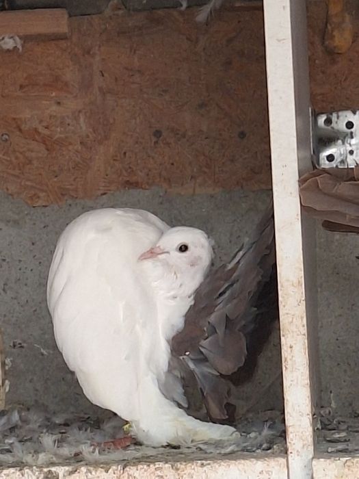 Porumbei rotați/voltati