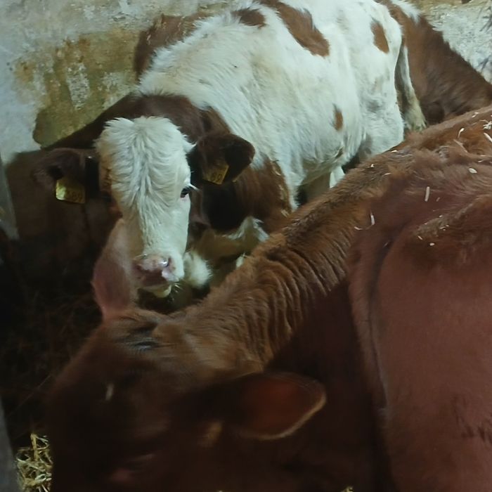 Vitei Intarcati tăurasi si vitele