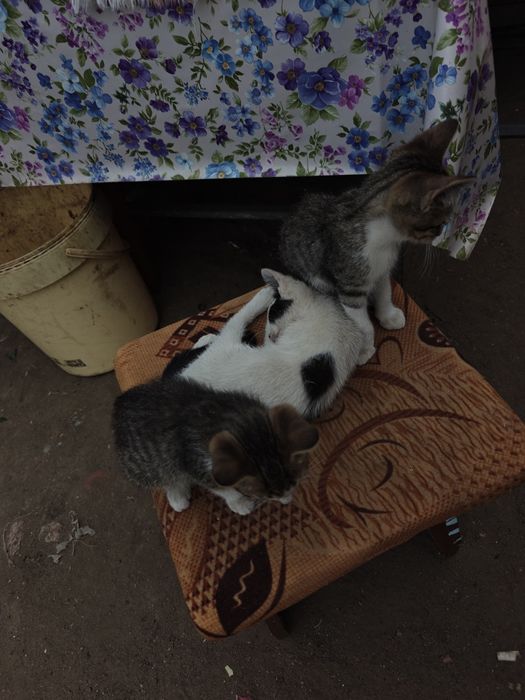 3 suflete micuțe isi caută familie adoptiva