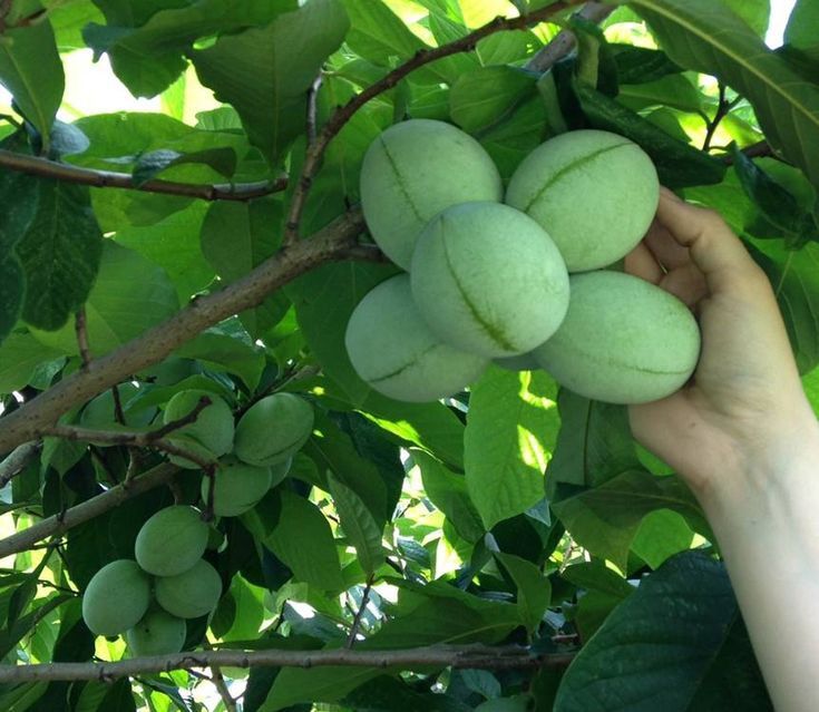 Banana nordului Paw Paw soiuri prima și sun flower