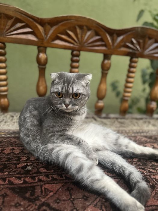 Shotlatskiy vislouxaya koshka srochna sotiladi