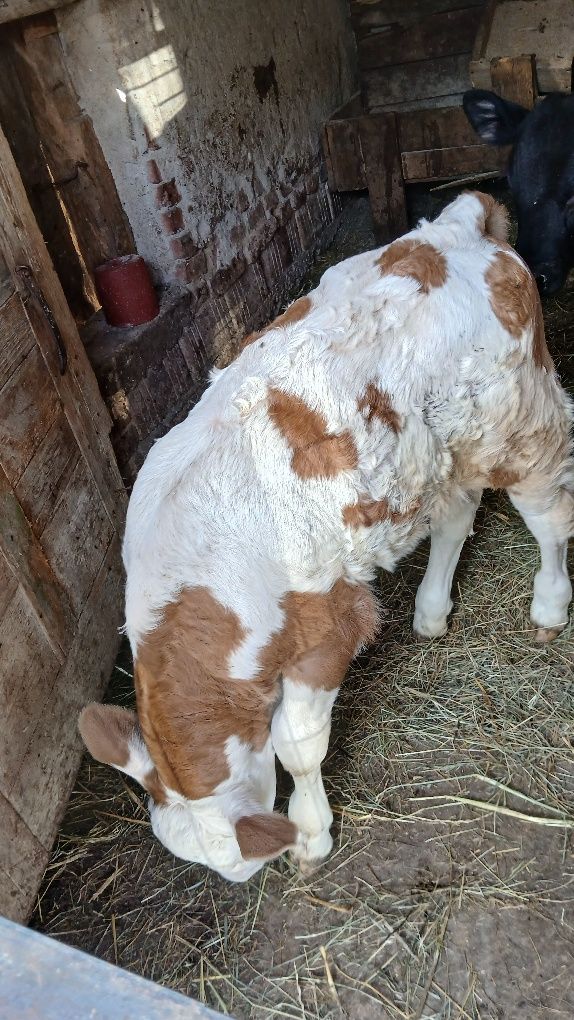 Vând vița baltata de 3 săptămâni