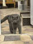 Scottish fold qiz mushugimiz sotiladi