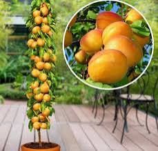 Cais columnar Asian pearl la ghiveci