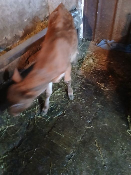 Мъжко теле Лимузун