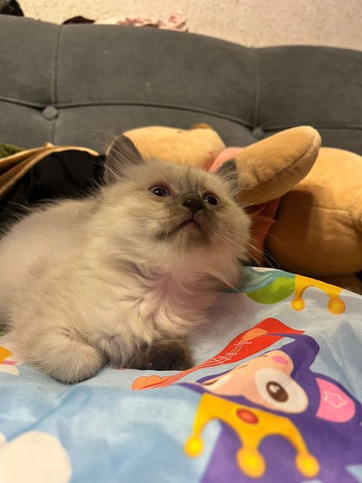 Отдам котёнка в добрые руки