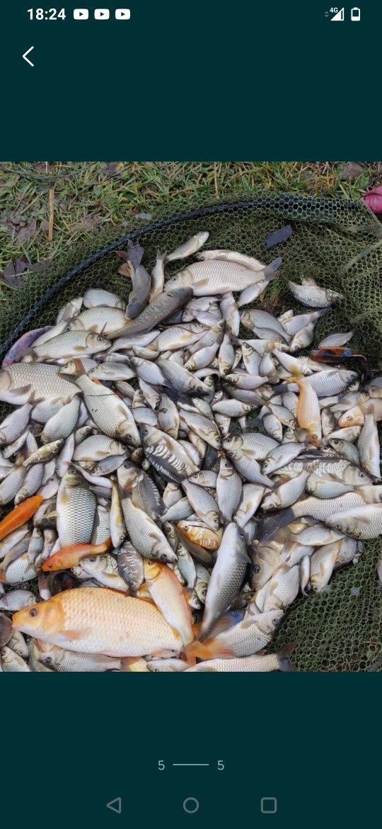 Crap koi, pește ,pești de o vară pt populare bal