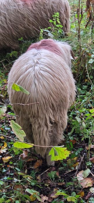 Miei buni de vanzare