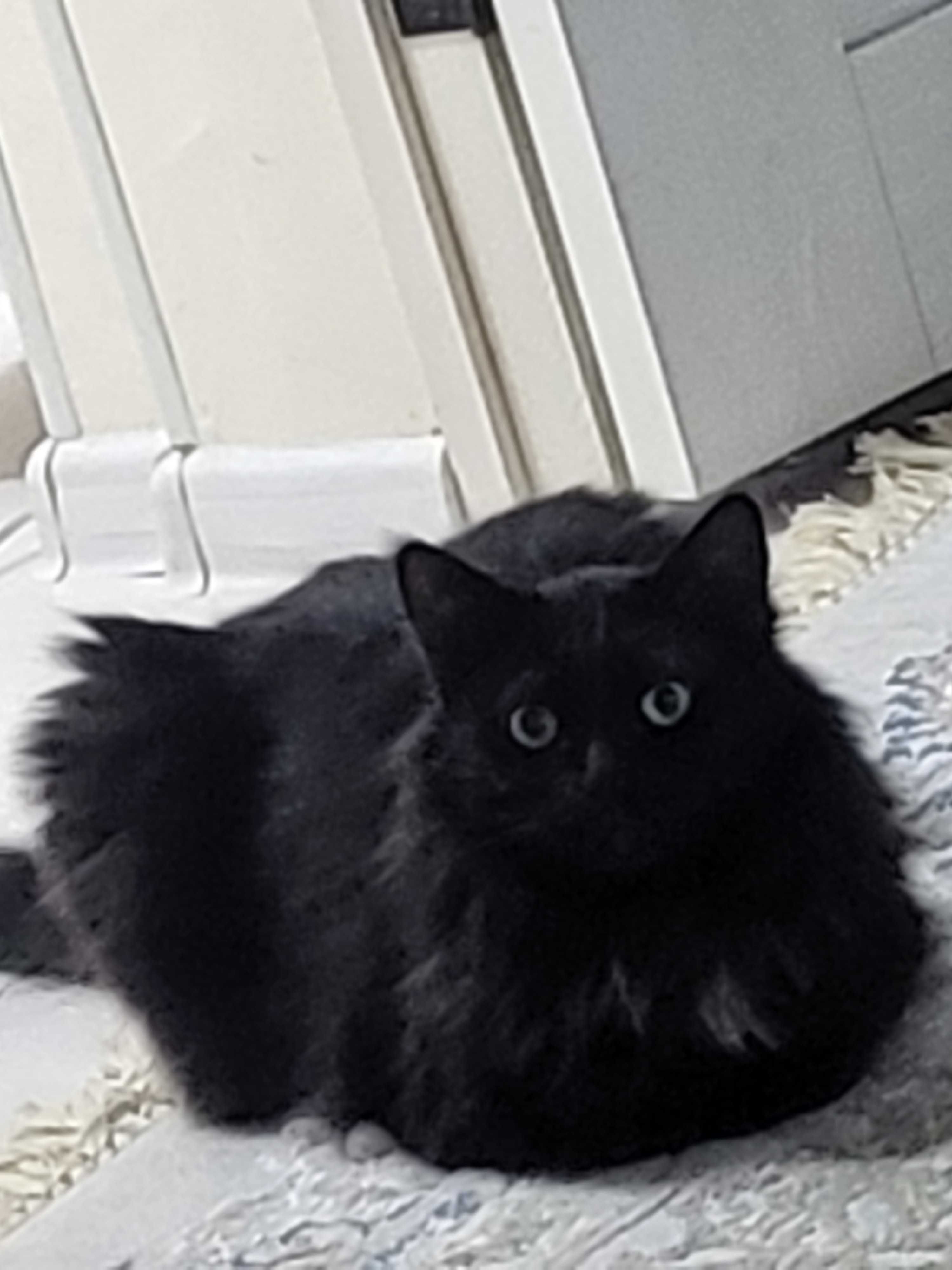 Кошка, сибирский тифани