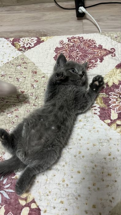 Отдам бесплатно котенка