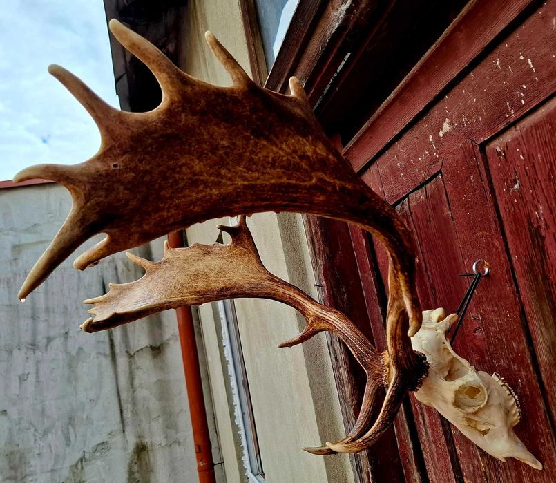 Trofeu Cerb Lopatar Impecabil