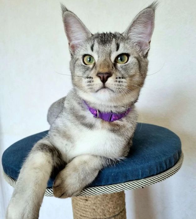 Мегакрупный котенок чаузи SBT. Поможем с доставкой по казахстану