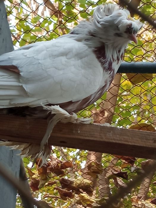 Распродажа голубей