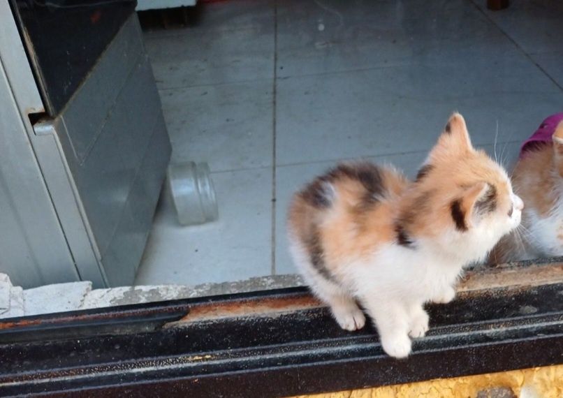 Котенок  Жанаконыс