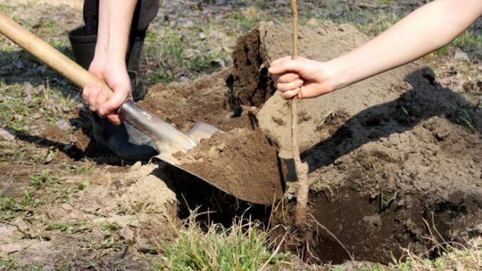 Plantare, altoire, servicii de taiere, fasonare si toaletare pomi