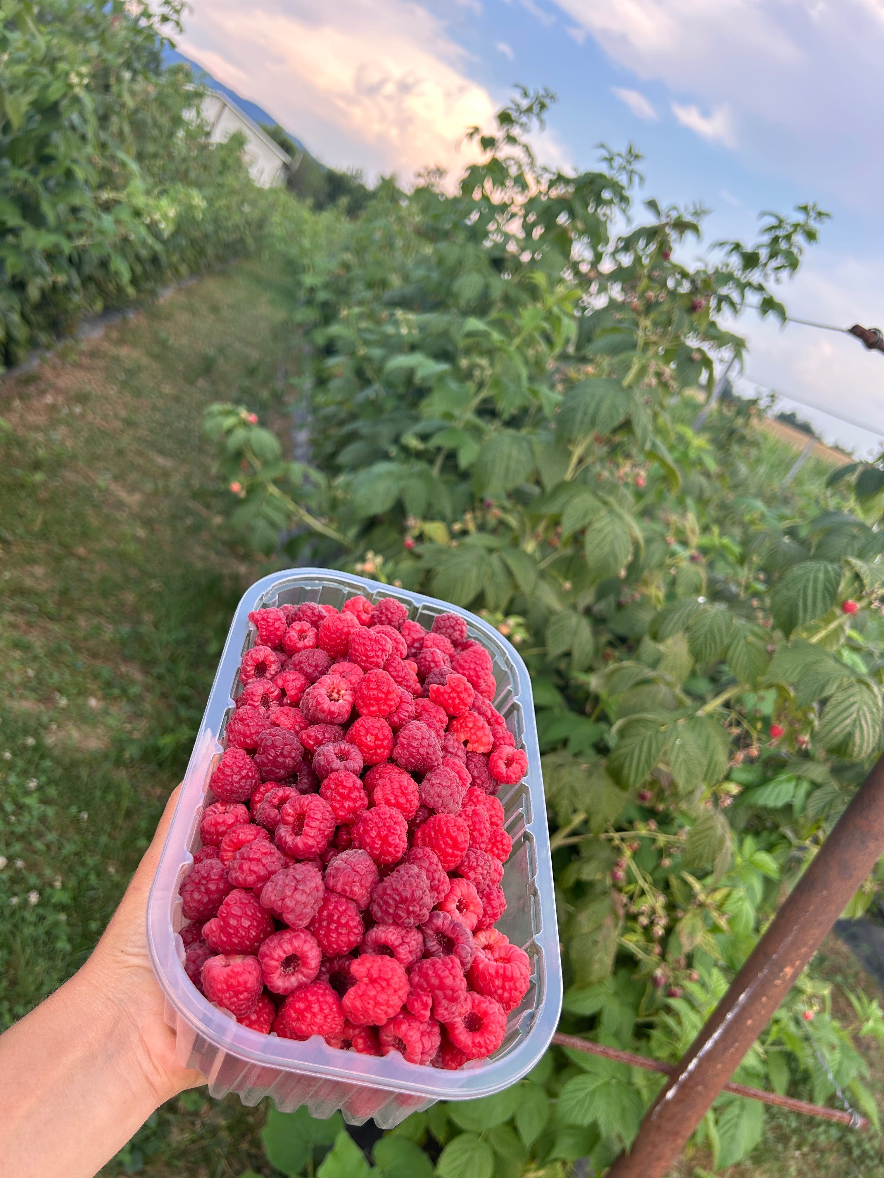 Vând zmeură de cultură, livrez la Oradea și Beiuș‼️