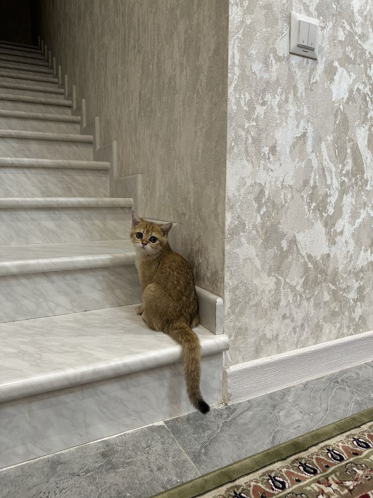 Золотая шиншилла