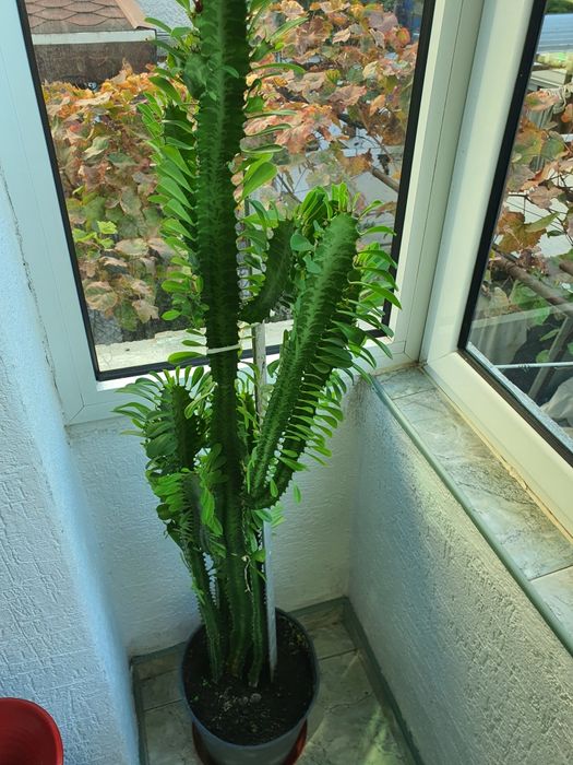 Кактус Euphorbia голям