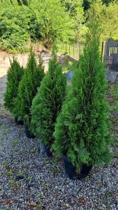 Tuia smaragd 110 120 cm ghiveci 5 l