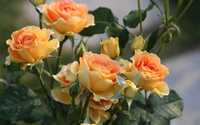 Продам корни роз голландских сортов чайно-гибридные