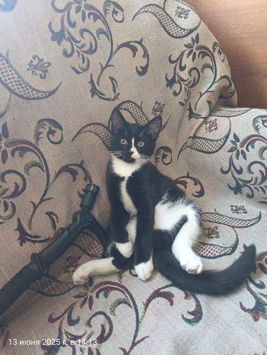 Отдам котёнка, мальчик, 8 мес.