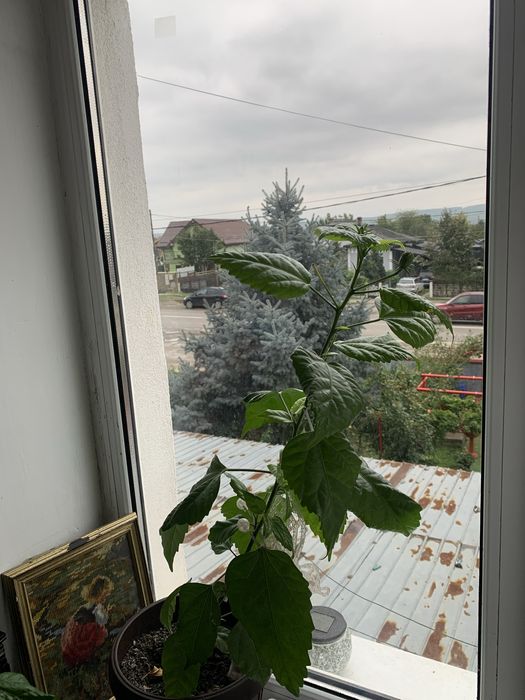 Trandafiri japonezi de un an cu flori rosii batute