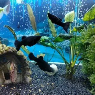 Мечиносцы, Моллинезии,Гуппи,Сомики Анциструсы и др Мирные рыбки.