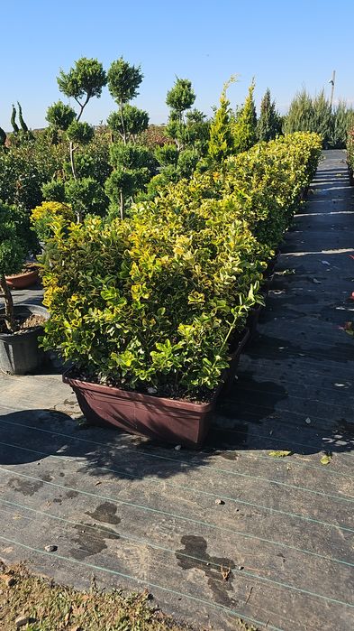 Tuia leylandi ( chamaecyparis) de la 1.3 la 4 m