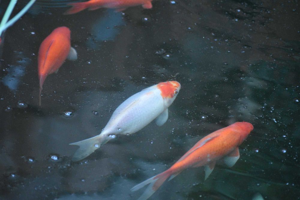 vand carasi aurii iaz