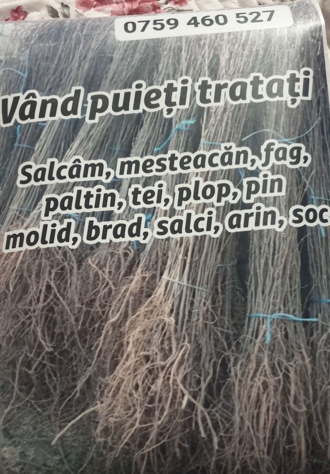 Puieți. Brad salcam molid brad mesteacăn fag paltin carpân plop tuia t