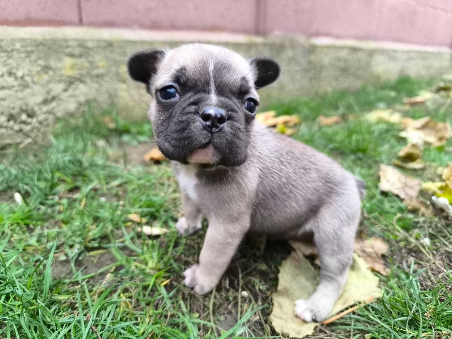 Pui de bulldog francez de rasă pură.
