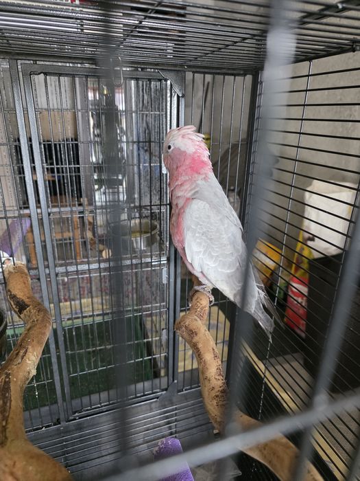 Pereche Papagali Amazon cu frunte albastra