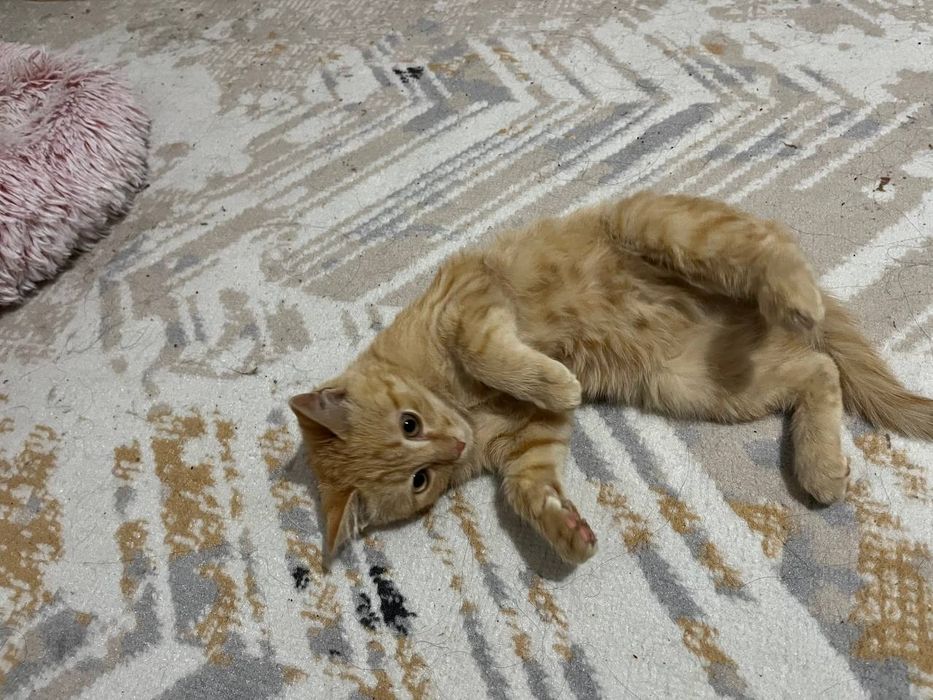 Котенка в добрые руки