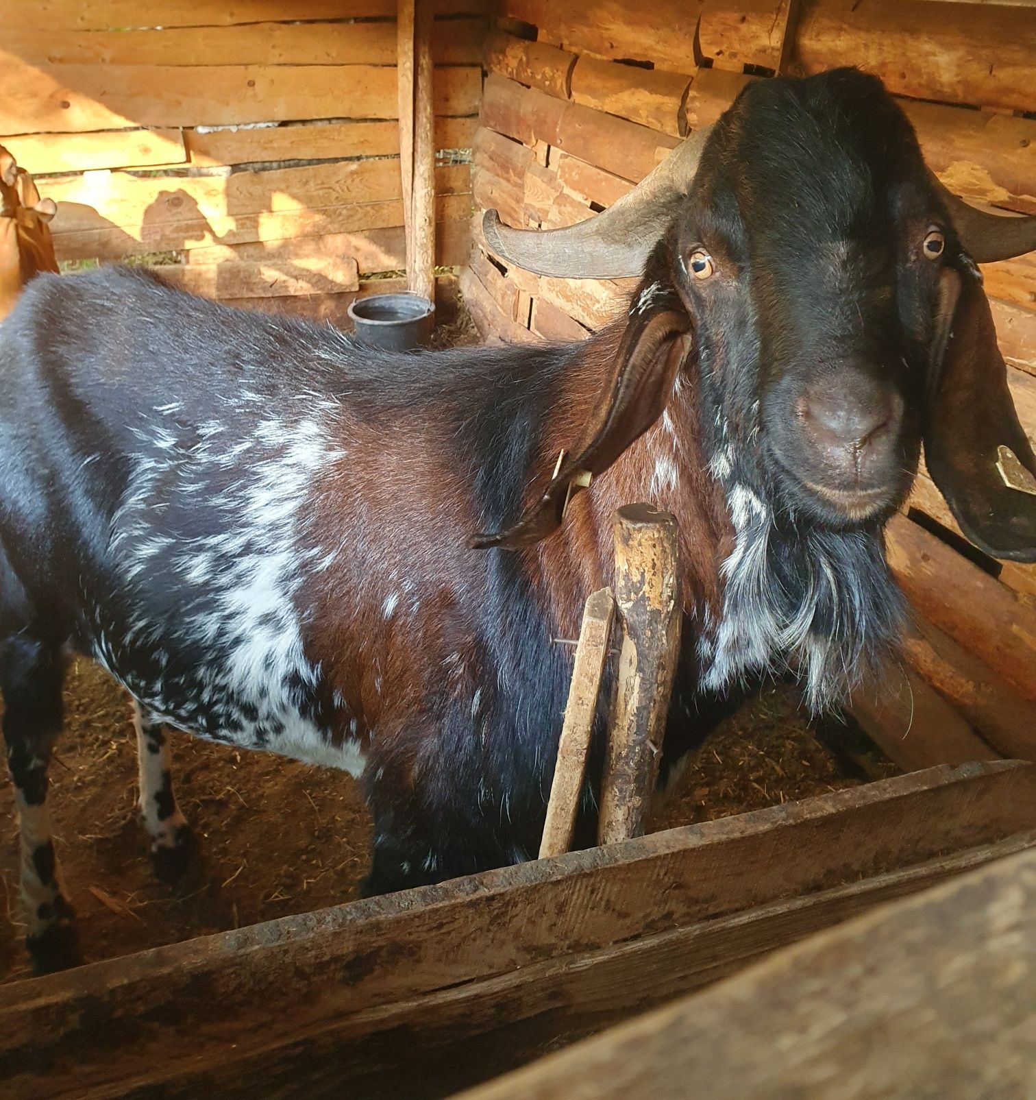 Vând țap angronobian