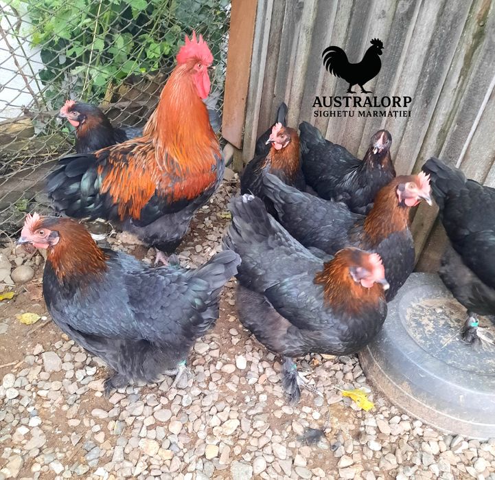 Ouă pt incubat Marans Negru Arămiu