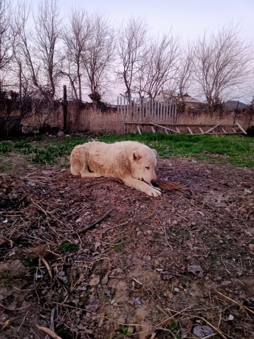 Алабай Собаки Ит ДОГОВОРНАЯ