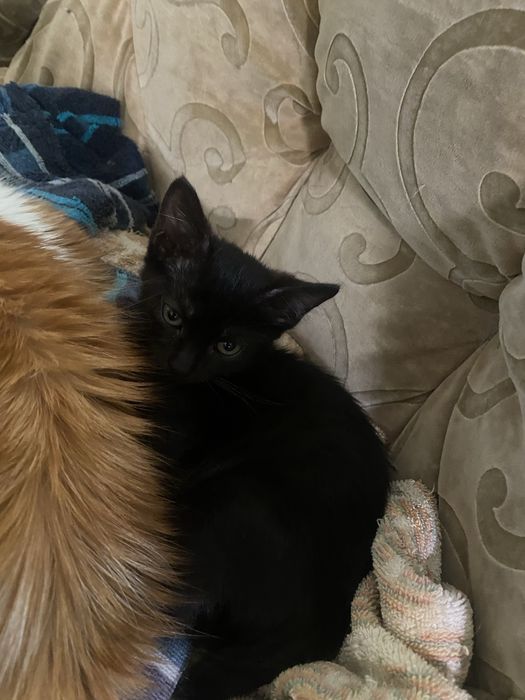 Подарявам красиво черно котенце.