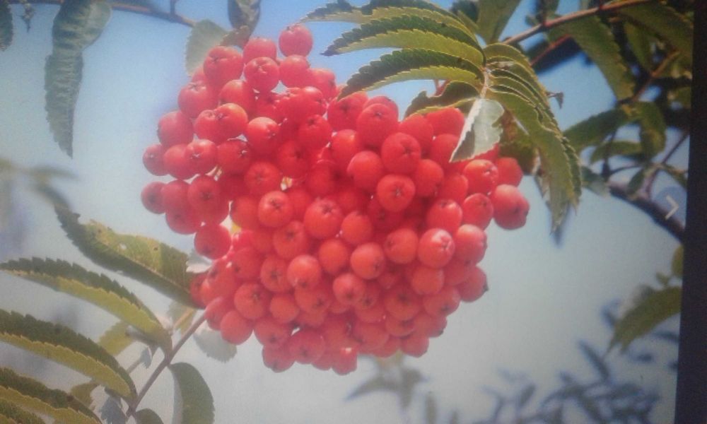 рябина красная и черноплодная