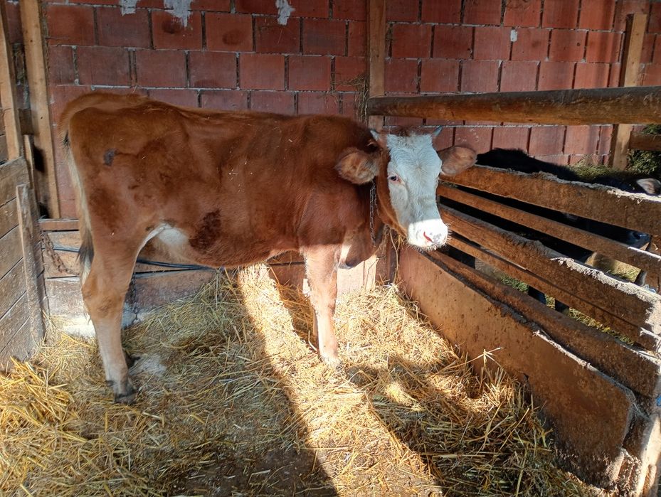 Vând juninca bălțată