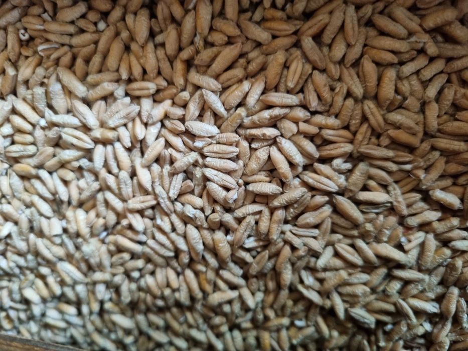 Triticale și grâu C1 de vânzare