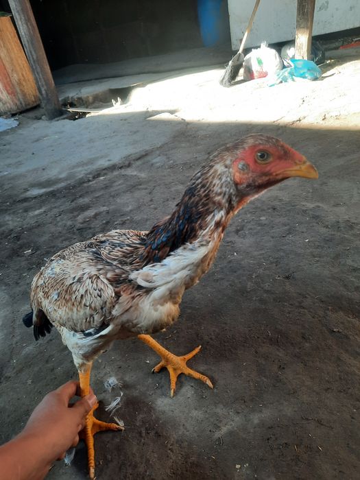 Дакан курица 8 месяц