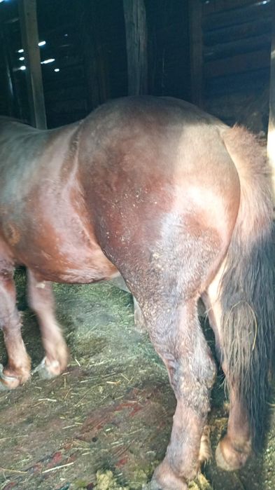 Se vinde mânz (armăsar )de doi ani și jumătate .