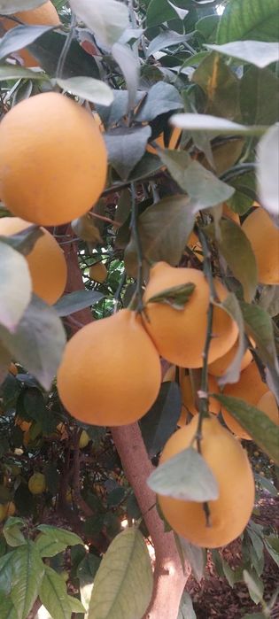 Limon sotiladi. (Лимон сотилади)