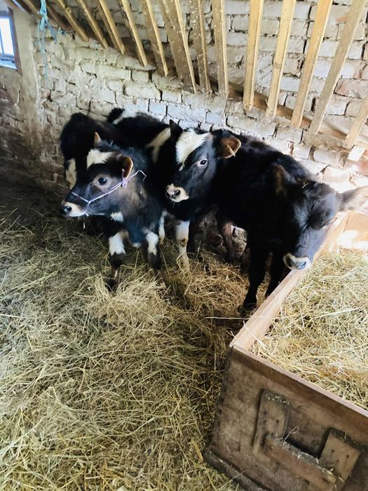 Продавам  три телета