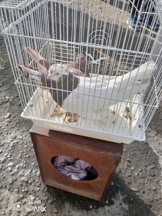 Qora qopqon zotli kabutarlar 1moda 1 nar